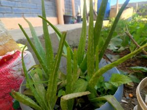 A close-up view of an aloe vera plant growing in a small pot, surrounded by green leaves and soil.