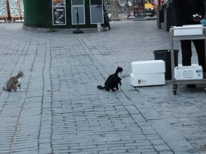 Two street cats sitting on a cobblestone street, watching a person holding fish at a street fish stall, while another cat waits in the background.